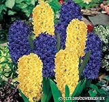 Fat Tuesday Mix Hyacinth 6 Bulbs - SUPER VALUE-Fragrant