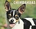 chihuahua36 - Chihuahuas 2010 Wall Calendar 13 X 105