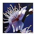 Tori 1022 OriginalHand-Painted Oil on Canvas by Carl Sebastian- 32x32"