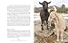 The Inner World of Farm Animals: Their Amazing Social, Emotional, and Intellectual Capacities