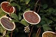 Love Letter Plant Pics - Set of 5