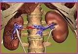 Quantitative Organ Visualization in Nuclear Medicine