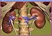 Book Quantitative Organ Visualization in Nuclear Medicine