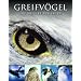 Abenteuer Wildnis Greifv�gel: Die Meister der L�fte