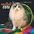 Ragdoll Cats 2009 Square Wall Calendar