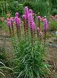 10 Perennial Liatris Spicata Flower Bulbs, 10/12cm