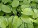 Hosta 'Stained Glass'