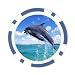 Poker Chip Card Guard of Dolphins Singing