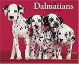 Just Dalmatians 2008 Calendar (Just)