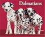 Just Dalmatians 2008 Calendar