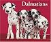 Just Dalmatians 2008 Calendar