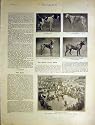 Kennel Club Show Crystal Palace Dogs Bernard Print 1901