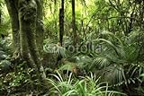 IMAGE OF Wallmonkeys Peel and Stick Wall Decals - Tropical Forest - 48