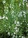 Winter Savory Satureja Montana Photographic Poster Print by Andrew Lord, 18x24