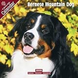 2009 Bernese Mountain Dog Wall Calendar