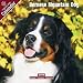 2009 Bernese Mountain Dog Wall Calendar