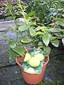 Citrus Aurantifolia - Lime Tree