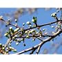 Canon PowerShot SX20 IS Digitalkamera (12 Megapixe&hellip von Canon