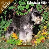2008 Schnauzer (US) 2008 16 Month Pinup Wall Calendar **IN STOCK NOW**