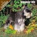   - 2008 Schnauzer (US) 2008 16 Month Pinup Wall Calendar **IN STOCK NOW**