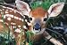 White-tailed Deer 300pc Jigsaw Puzzle