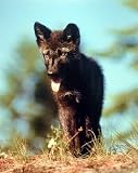 Gray Wolf Pup 16 x 20 Animals Art Print Posters