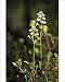 Photographic Prints of ANZ-775 BOGBEAN / BUCKBEAN - Bog plant flowering in spring from Ardea Wildlife Pets