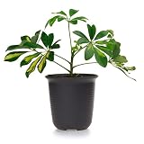 T4U 9CMプラスチックミ二植木鉢 ラウンド 多肉植物 サボテン鉢 フラワーポット プランター容器 ダークブラウン