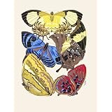 Papillons, by E.A. Seguy (Print On Demand)