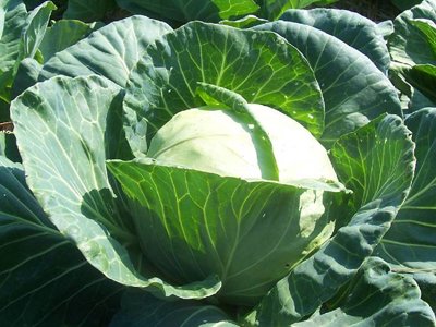 Cabbage Early Flat Dutch (Green) 200 Organic Seeds by David's Garden Seeds Cabbage Early Flat Dutch (Green) 200 Organic Seeds by David's Garden Seeds