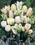 Mysterious Ice Mix Tulip Seed Pack