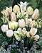 Mysterious Ice Mix Tulip Seed Pack