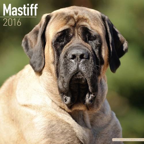 Mastiff Calendar - Breed Specific Mastiff Calendar - 2016 Wall calendars - Dog Calendars - Monthly Wall Calendar by Avonside