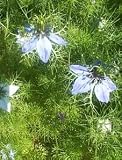 Eigenschaften tropical.garden  / Schwarzkümmel - Nigella sativa 100K