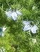 Schwarzkümmel - Nigella sativa 100K