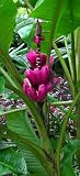 Velvet Pink Banana 10 Seeds- Musa