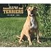 For the Love of American Pit Bull Terriers 2009 Calendar
