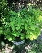 Golden Spirit Smoke Tree Five Gallon Plant