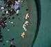 Yuba River Gold Panning Paydirt