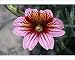 Photographic Prints of Painted tongue (Salpiglossis sinuata) from Science Photo Library