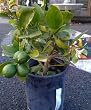 Meyer Lemon Tree One Gallon by Monrovia Growers