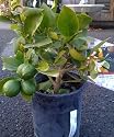 Meyer Lemon Tree One Gallon by Monrovia Growers