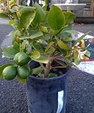 Meyer Lemon Tree One Gallon by Monrovia Growers