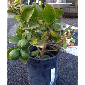 Meyer Lemon Tree One Gallon by Monrovia Growers