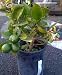 Meyer Lemon Tree One Gallon by Monrovia Growers