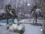 Cold Hardy Palm Trees,Bananas and Tro...