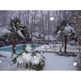 Cold Hardy Palm Trees,Bananas and Tropical Plants for almost any Climate