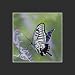 Susho, King Silk Art Handmade Silk Embroidery -Butterfly on a Purple Flower - Medium Size 33017B