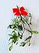 ALLO Botanicals Mistletoe - 1 Small Bundle - 5 to 7 Inches - Fresh, Real, All Natural