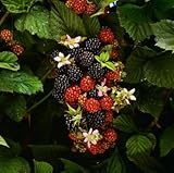 IMAGE OF Wallmonkeys Peel and Stick Wall Decals - Partly Ripe Blackberries on the Bramble - 48